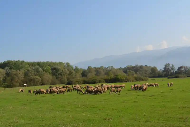 Tunçet Entegre Et Tesisleri